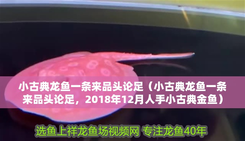小古典龍魚一條來品頭論足（小古典龍魚一條來品頭論足，2018年12月人手小古典金魚）