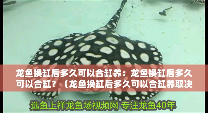 龍魚換缸后多久可以合缸養：龍魚換缸后多久可以合缸？（龍魚換缸后多久可以合缸養取決于新舊兩個魚缸合并）