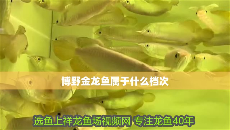 博野金龍魚屬于什么檔次