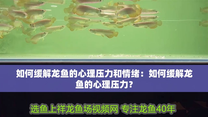如何緩解龍魚的心理壓力和情緒：如何緩解龍魚的心理壓力？