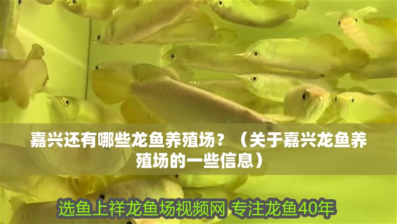 我的虎魚真菌感染了要怎么處理 嘉興還有哪些龍魚養殖場?(關于嘉興龍魚養殖場的一些信息) 龍魚百科 嘉興還有哪些龍魚養殖場?(關于嘉興龍魚養殖場的一些信息) 嘉興還有哪些龍魚養殖場?(關于嘉興龍魚養殖場的一些信息) 龍魚百科