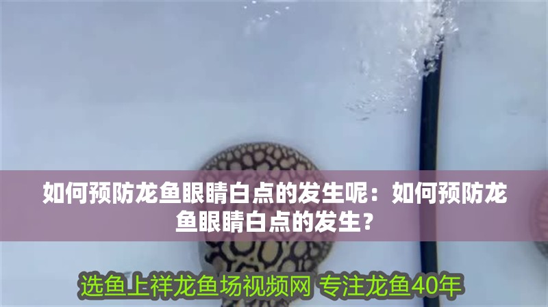 如何預防龍魚眼睛白點的發生呢：如何預防龍魚眼睛白點的發生？