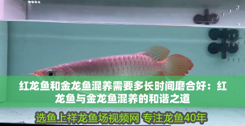 紅龍魚和金龍魚混養(yǎng)需要多長時間磨合好：紅龍魚與金龍魚混養(yǎng)的和諧之道