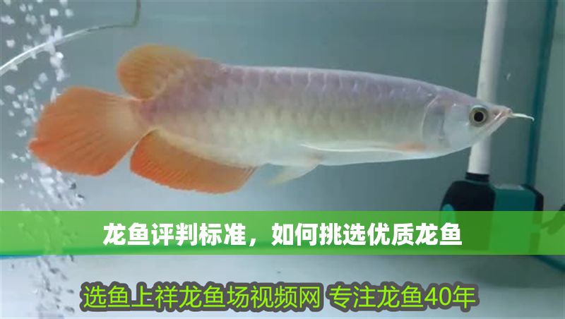 龍魚評判標準,如何挑選優質龍魚 龍魚百科 第2張 龍魚評判標準,如何挑選優質龍魚 龍魚評判標準,如何挑選優質龍魚 龍魚百科 第2張