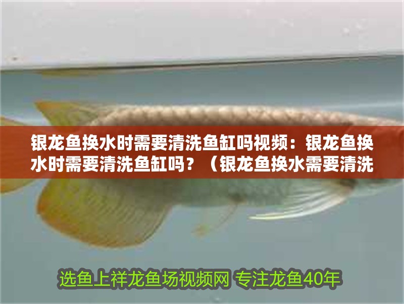 銀龍魚換水時需要清洗魚缸嗎視頻：銀龍魚換水時需要清洗魚缸嗎？（銀龍魚換水需要清洗魚缸內的污物和藻類）