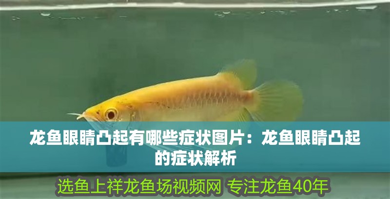 龍魚眼睛凸起有哪些癥狀圖片：龍魚眼睛凸起的癥狀解析