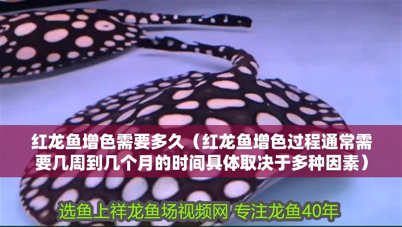 紅龍魚增色需要多久（紅龍魚增色過程通常需要幾周到幾個月的時間具體取決于多種因素）