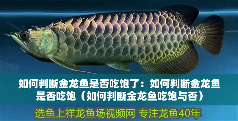 如何判斷金龍魚是否吃飽了：如何判斷金龍魚是否吃飽（如何判斷金龍魚吃飽與否）
