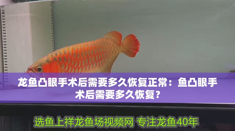 龍魚凸眼手術后需要多久恢復正常：魚凸眼手術后需要多久恢復？