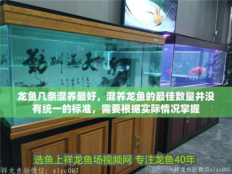 龍魚幾條混養最好，混養龍魚的最佳數量并沒有統一的標準，需要根據實際情況掌握