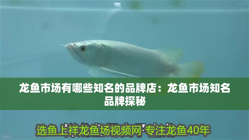 龍魚市場有哪些知名的品牌店：龍魚市場知名品牌探秘 龍魚市場有哪些知名的品牌店：龍魚市場知名品牌探秘 水族問答