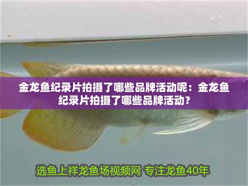 金龍魚紀錄片拍攝了哪些品牌活動呢：金龍魚紀錄片拍攝了哪些品牌活動？