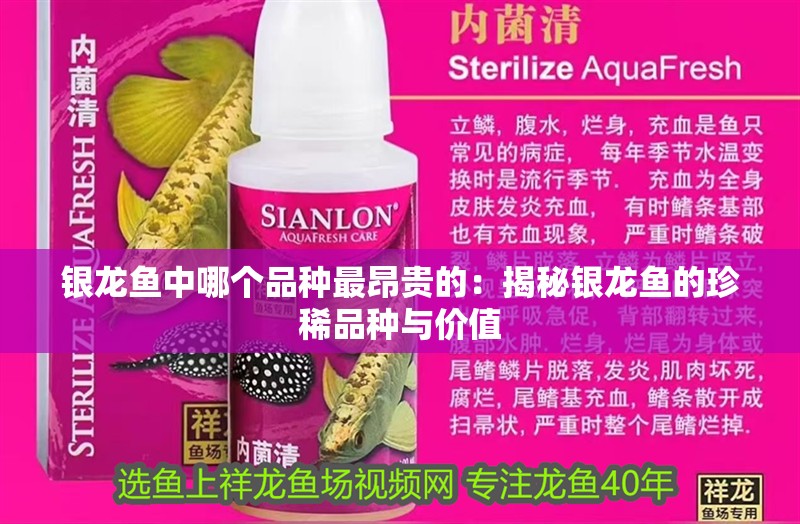 銀龍魚中哪個品種最昂貴的：揭秘銀龍魚的珍稀品種與價值
