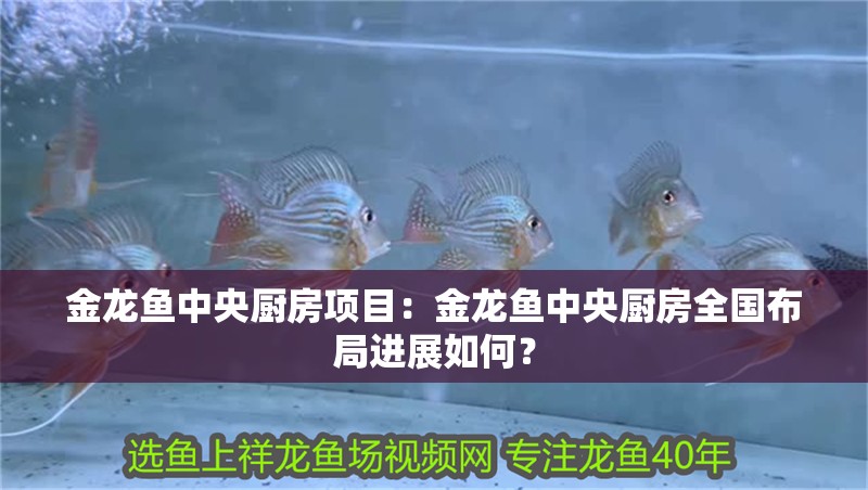 金龍魚中央廚房項目：金龍魚中央廚房全國布局進展如何？