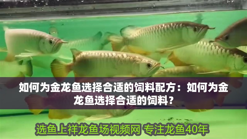 如何為金龍魚(yú)選擇合適的飼料配方：如何為金龍魚(yú)選擇合適的飼料？
