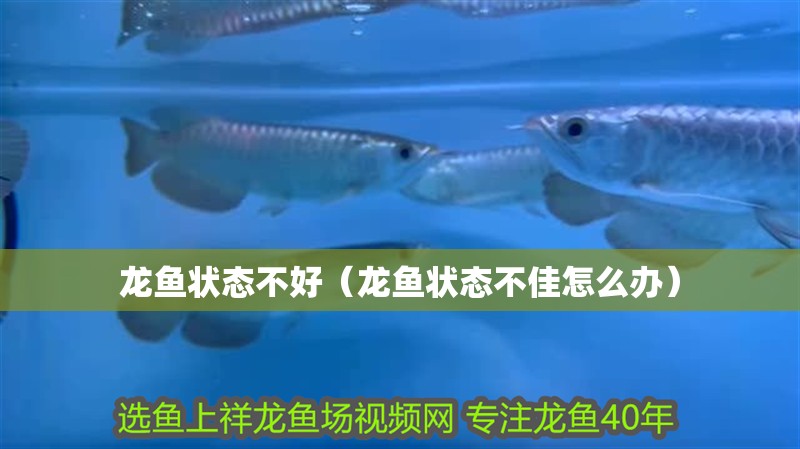 龍魚狀態不好（龍魚狀態不佳怎么辦）