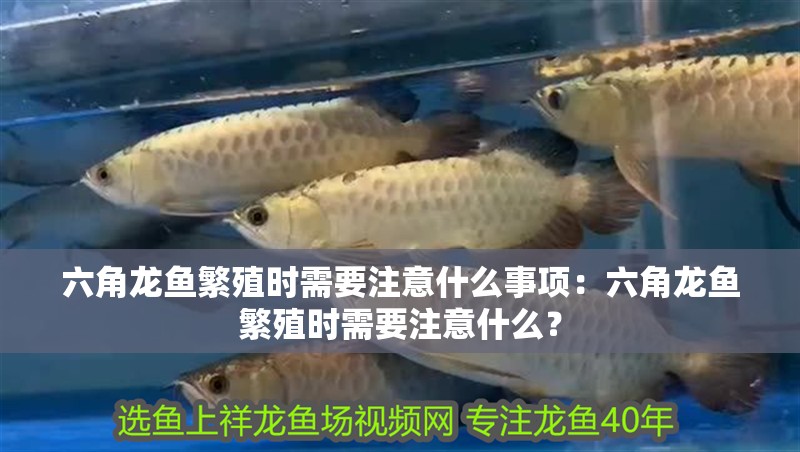 六角龍魚繁殖時需要注意什么事項：六角龍魚繁殖時需要注意什么？