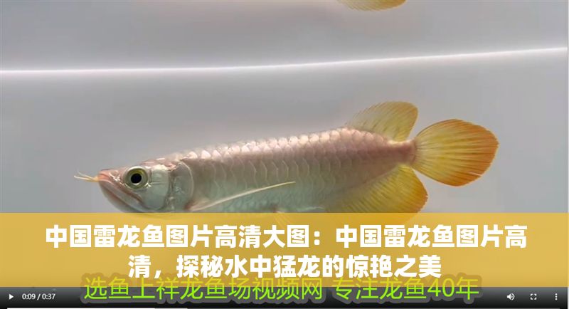 中國雷龍魚圖片高清大圖：中國雷龍魚圖片高清，探秘水中猛龍的驚艷之美