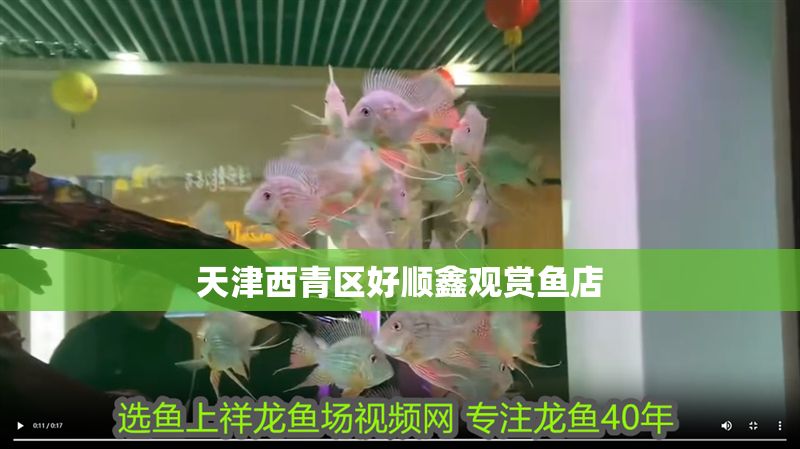 天津西青區(qū)好順鑫觀賞魚(yú)店