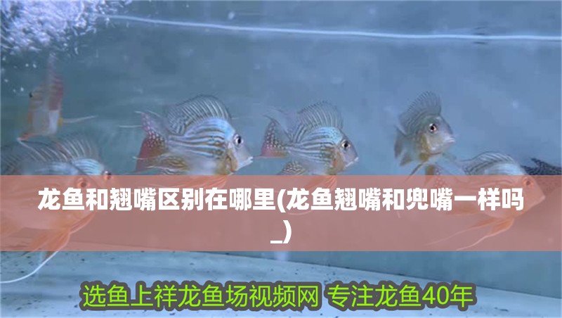 龍魚和翹嘴區(qū)別在哪里(龍魚翹嘴和兜嘴一樣嗎_)