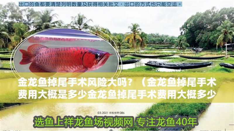 金龍魚掉尾手術風險大嗎？（金龍魚掉尾手術費用大概是多少金龍魚掉尾手術費用大概多少）