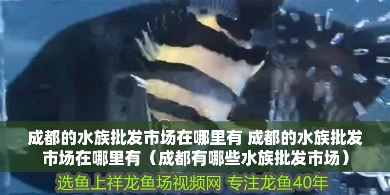 成都的水族批發(fā)市場在哪里有 成都的水族批發(fā)市場在哪里有（成都有哪些水族批發(fā)市場）