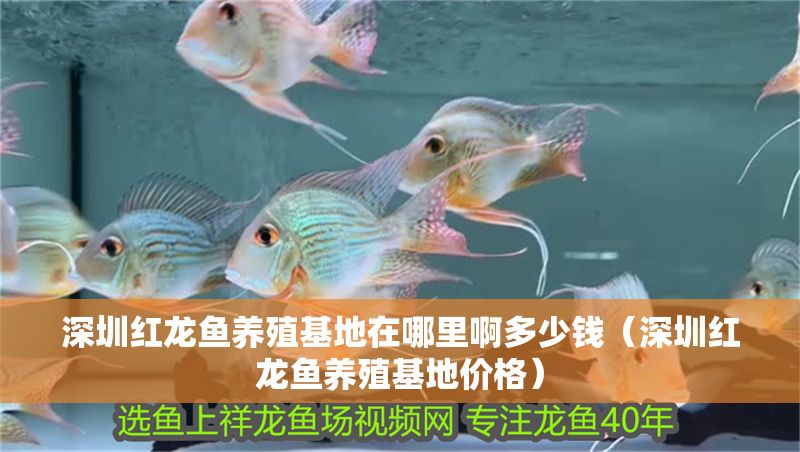深圳紅龍魚(yú)養(yǎng)殖基地在哪里啊多少錢(qián)（深圳紅龍魚(yú)養(yǎng)殖基地價(jià)格）