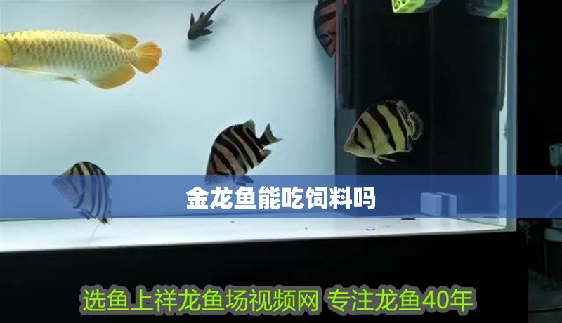 金龍魚能吃飼料嗎