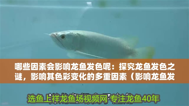 我的虎魚(yú)真菌感染了要怎么處理 哪些因素會(huì)影響龍魚(yú)發(fā)色呢:探究龍魚(yú)發(fā)色之謎,影響其色彩變化的多重因素(影響龍魚(yú)發(fā)色的主要因素) 水族問(wèn)答 哪些因素會(huì)影響龍魚(yú)發(fā)色呢:探究龍魚(yú)發(fā)色之謎,影響其色彩變化的多重因素(影響龍魚(yú)發(fā)色的主要因素) 哪些因素會(huì)影響龍魚(yú)發(fā)色呢:探究龍魚(yú)發(fā)色之謎,影響其色彩變化的多重因素(影響龍魚(yú)發(fā)色的主要因素) 水族問(wèn)答