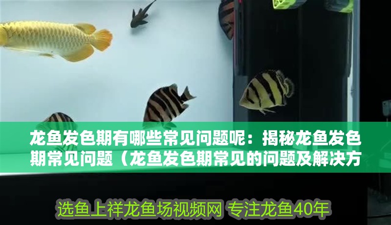龍魚發色期有哪些常見問題呢：揭秘龍魚發色期常見問題（龍魚發色期常見的問題及解決方案）