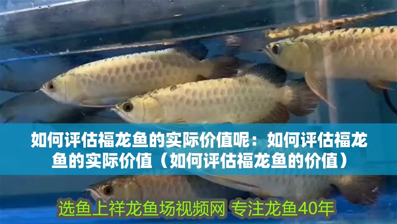 如何評估福龍魚的實際價值呢：如何評估福龍魚的實際價值（如何評估福龍魚的價值）