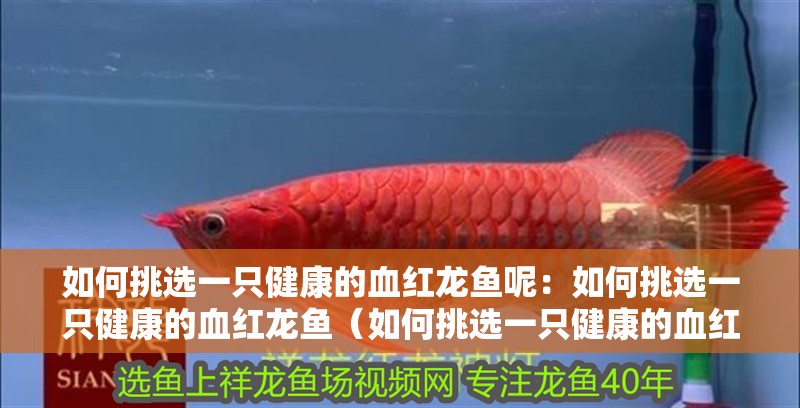 如何挑選一只健康的血紅龍魚呢：如何挑選一只健康的血紅龍魚（如何挑選一只健康的血紅龍魚）