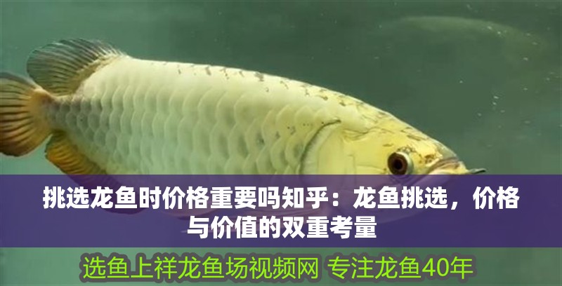 挑選龍魚時價格重要嗎知乎：龍魚挑選，價格與價值的雙重考量