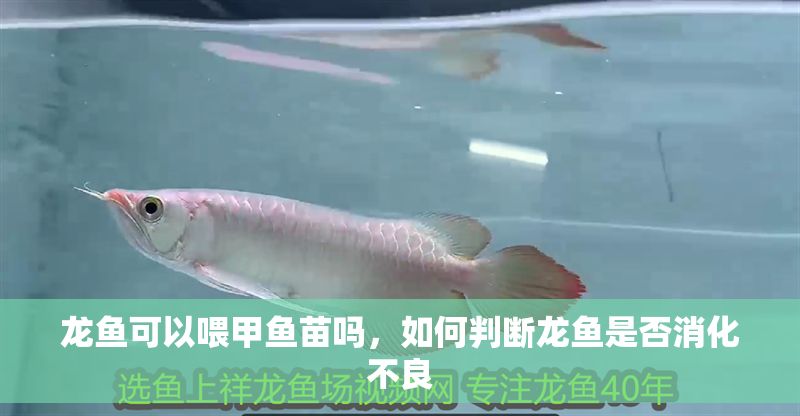 龍魚可以喂甲魚苗嗎，如何判斷龍魚是否消化不良