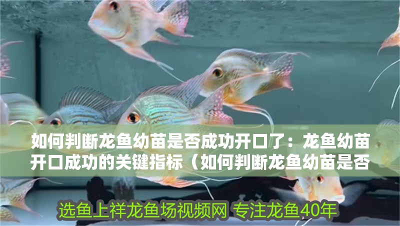 如何判斷龍魚幼苗是否成功開口了：龍魚幼苗開口成功的關(guān)鍵指標（如何判斷龍魚幼苗是否已經(jīng)成功開口）