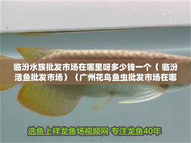 臨汾水族批發(fā)市場在哪里呀多少錢一個(gè)（ 臨汾活魚批發(fā)市場）（廣州花鳥魚蟲批發(fā)市場在哪里臨汾水族批發(fā)市場在哪里）