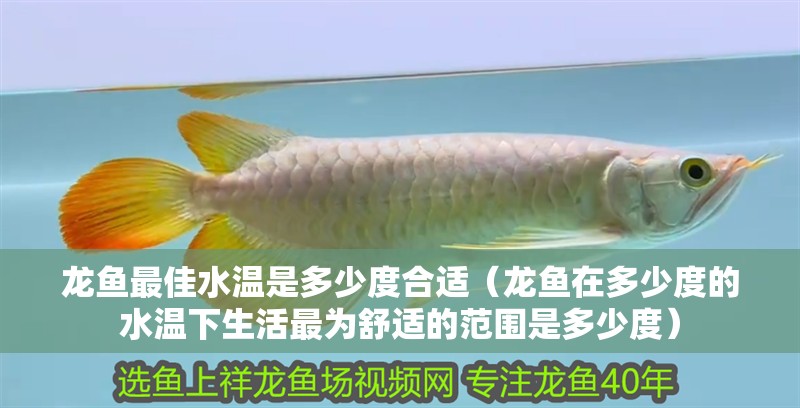 我的虎魚真菌感染了要怎么處理 龍魚最佳水溫是多少度合適(龍魚在多少度的水溫下生活最為舒適的范圍是多少度) 觀賞魚百科 龍魚最佳水溫是多少度合適(龍魚在多少度的水溫下生活最為舒適的范圍是多少度) 龍魚最佳水溫是多少度合適(龍魚在多少度的水溫下生活最為舒適的范圍是多少度) 觀賞魚百科