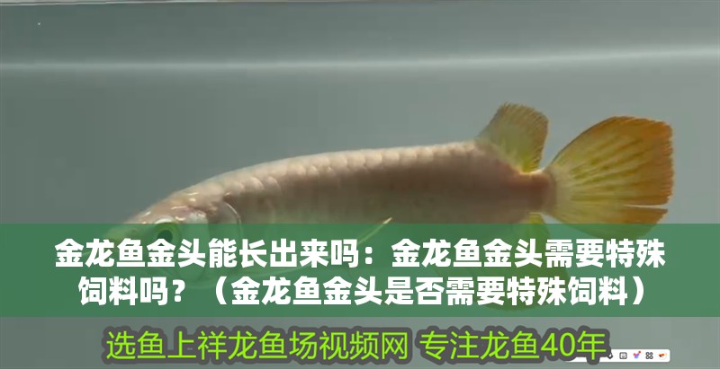 金龍魚金頭能長出來嗎：金龍魚金頭需要特殊飼料嗎？（金龍魚金頭是否需要特殊飼料）