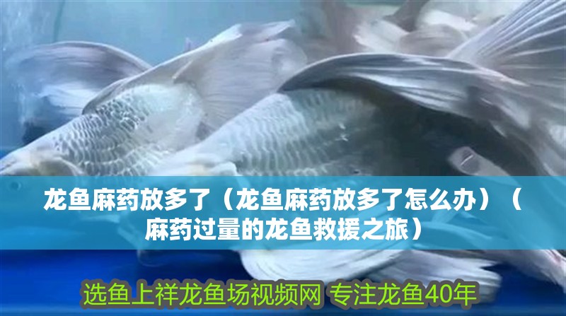 龍魚麻藥放多了（龍魚麻藥放多了怎么辦）（麻藥過量的龍魚救援之旅）