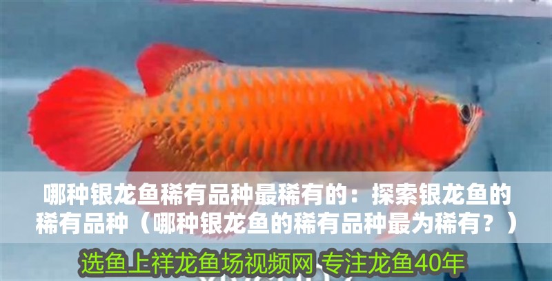 哪種銀龍魚稀有品種最稀有的：探索銀龍魚的稀有品種（哪種銀龍魚的稀有品種最為稀有？） 哪種銀龍魚稀有品種最稀有的：探索銀龍魚的稀有品種（哪種銀龍魚的稀有品種最為稀有？） 水族問答