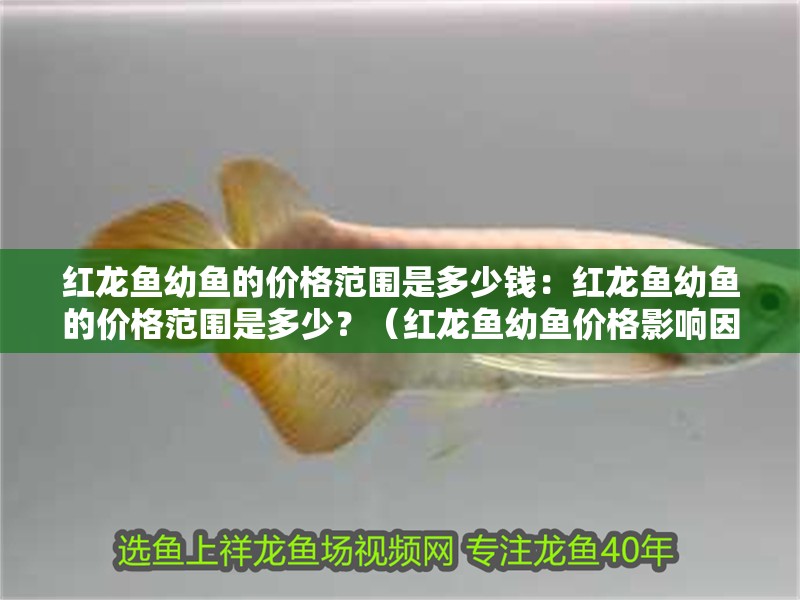 紅龍魚幼魚的價格范圍是多少錢：紅龍魚幼魚的價格范圍是多少？（紅龍魚幼魚價格影響因素）