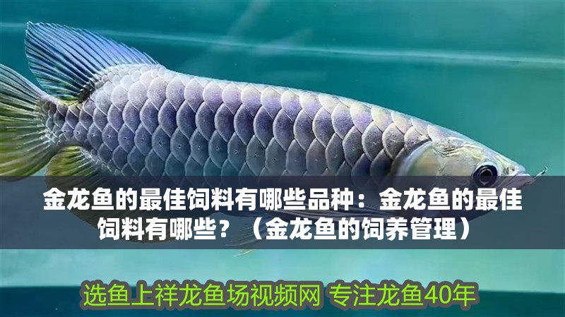 金龍魚的最佳飼料有哪些品種：金龍魚的最佳飼料有哪些？（金龍魚的飼養管理）