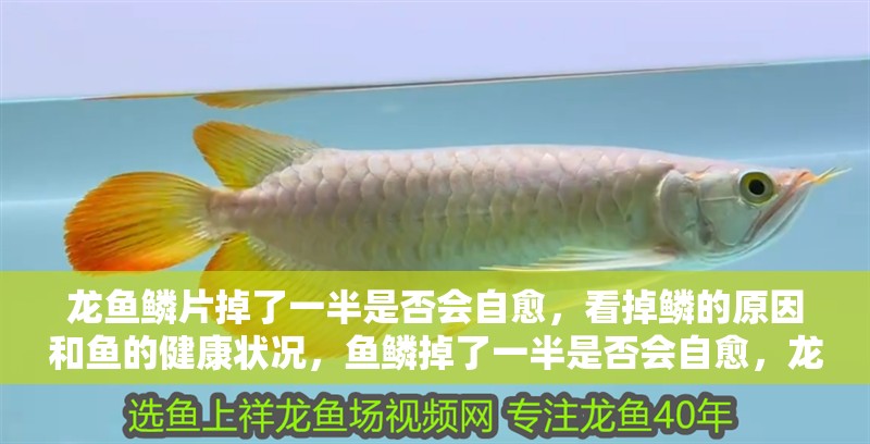 龍魚鱗片掉了一半是否會自愈，看掉鱗的原因和魚的健康狀況，魚鱗掉了一半是否會自愈，龍魚鱗片掉了一半是否會自愈