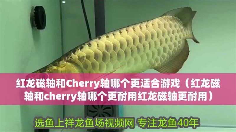 紅龍磁軸和Cherry軸哪個更適合游戲（紅龍磁軸和cherry軸哪個更耐用紅龍磁軸更耐用）