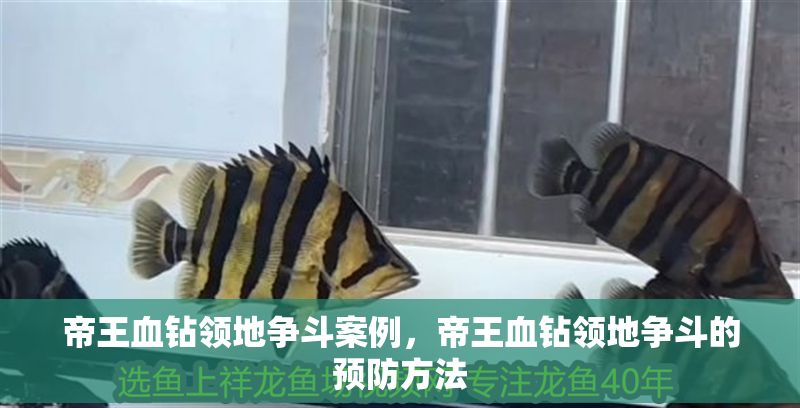 帝王血鉆領地爭斗案例，帝王血鉆領地爭斗的預防方法