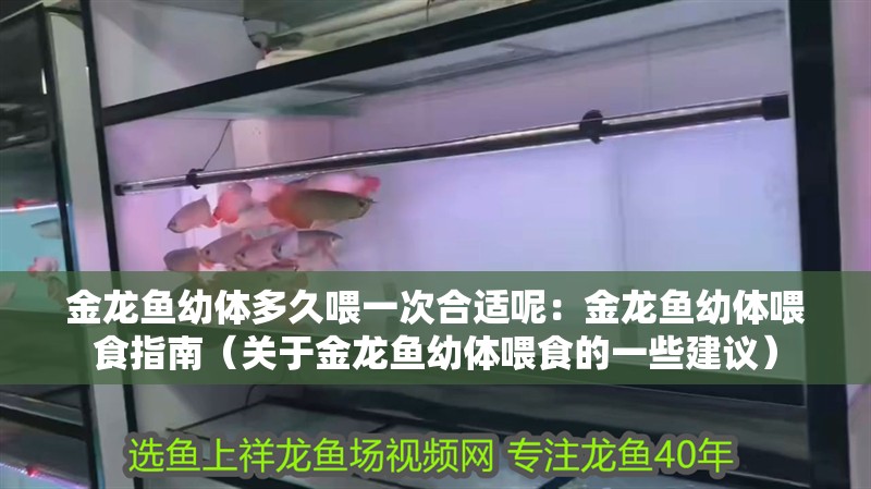 金龍魚幼體多久喂一次合適呢：金龍魚幼體喂食指南（關于金龍魚幼體喂食的一些建議）