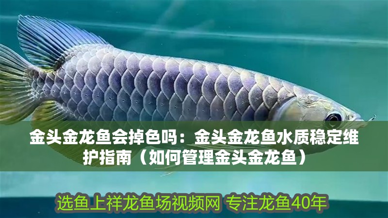 金頭金龍魚會掉色嗎：金頭金龍魚水質穩定維護指南（如何管理金頭金龍魚）