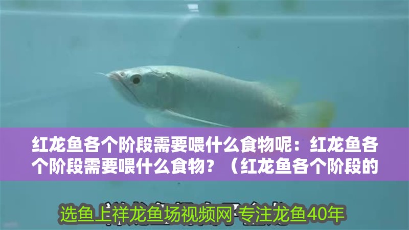 紅龍魚各個階段需要喂什么食物呢：紅龍魚各個階段需要喂什么食物？（紅龍魚各個階段的飲食需求）