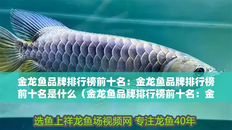 金龍魚品牌排行榜前十名：金龍魚品牌排行榜前十名是什么（金龍魚品牌排行榜前十名：金龍魚品牌排行榜前十名）