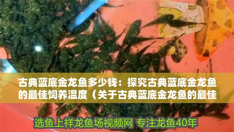 古典藍底金龍魚多少錢：探究古典藍底金龍魚的最佳飼養溫度（關于古典藍底金龍魚的最佳飼養溫度）